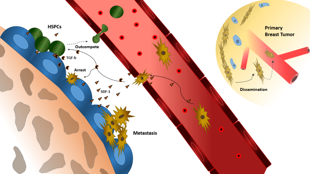 Tumor in HSPC niche